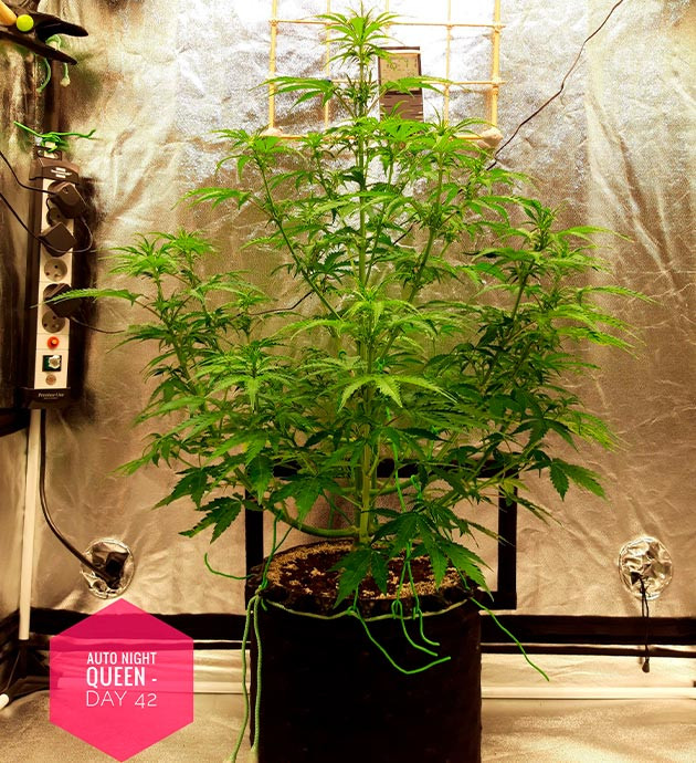 Куст на 42 день выращивания