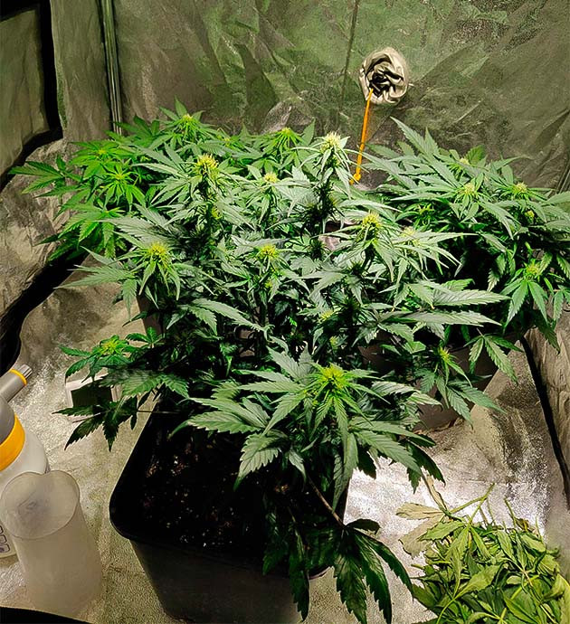 Стимуляция цветения сорта Zkittlez Auto