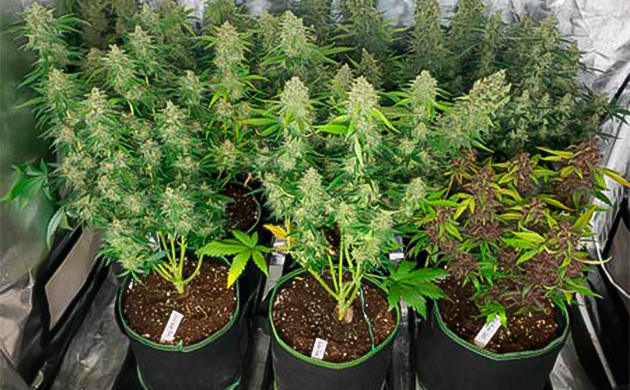 Три больших куста конопли с просторных гроубэгах