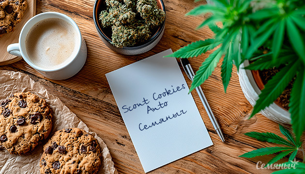 Гроурепорт сорта Scout Cookies Auto от «Семяныча»