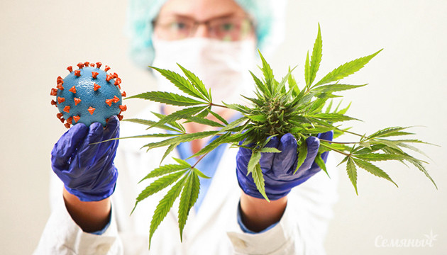 Исследования каннабиса в период пандемии Коронавирус и конопля