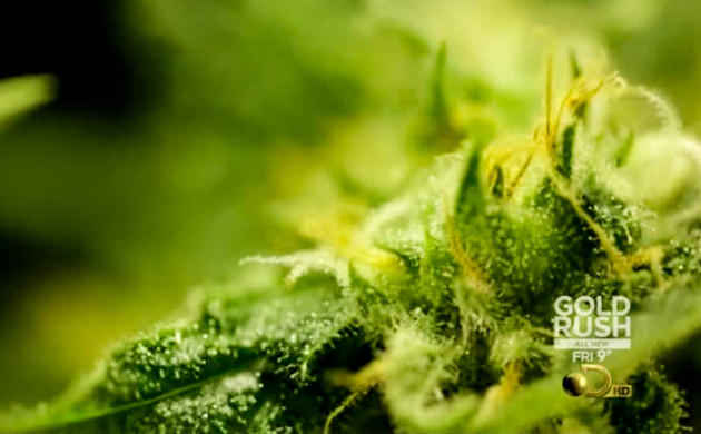 Марихуана в законе 2012 год