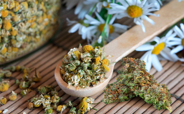 Травы ромашки