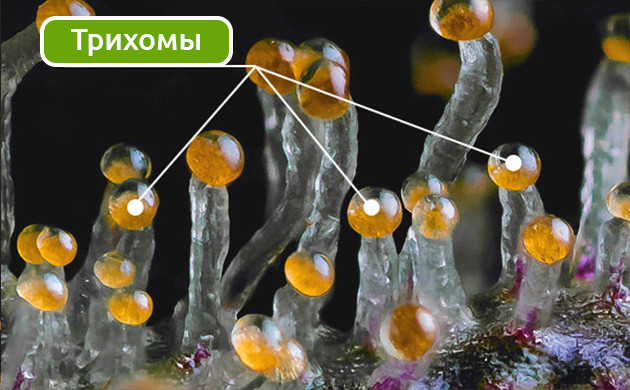 Определение зрелости урожая конопли