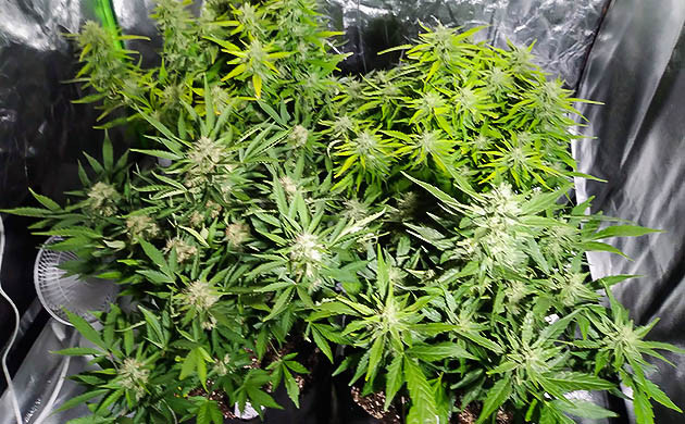 Начало промывки растений на 9 неделе Два куста каннабиса со светло зелеными листьями
