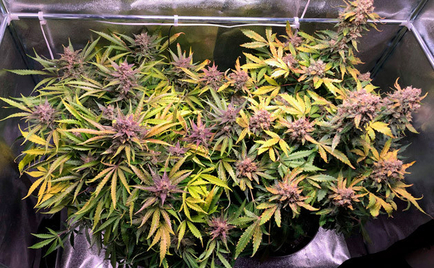 Кусты Six Shooter фиолетового цвета