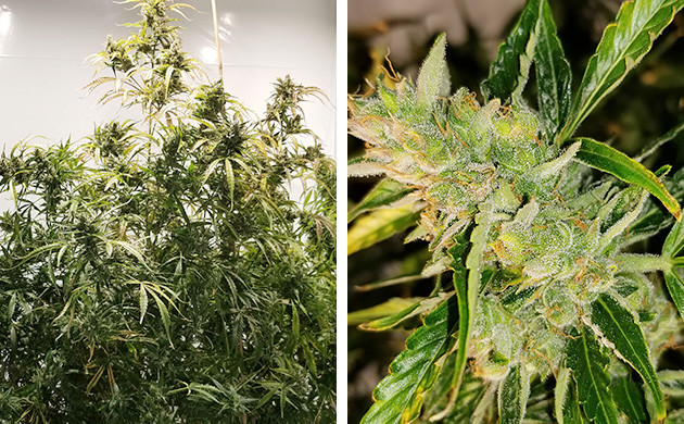 Последние дни стадии цветения каннабиса