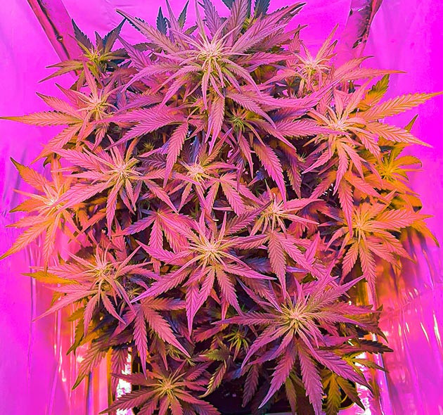 Обрезка листьев на 6 неделе роста Формирование соцветий на кусте конопли