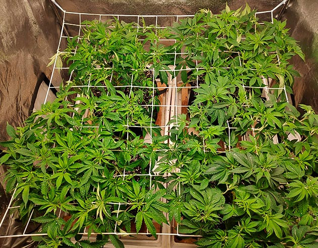 Распределение побегов по сетке Скрог