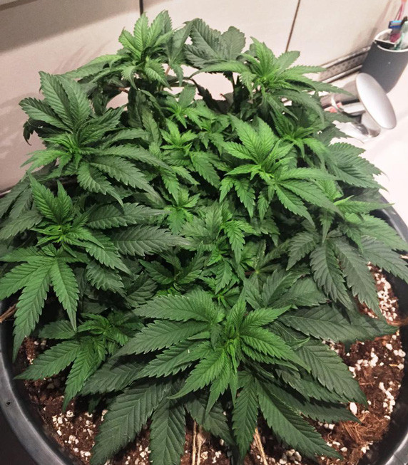 Развитие Jack Herer на шестой неделе выращивания Шестая неделя выращивания