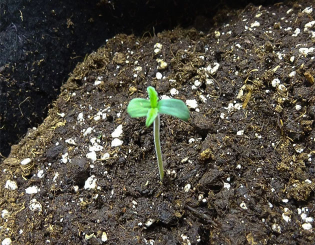 Выращивание конопли Wedding Cake Auto Выращивание сорта марихуаны Wedding Cake Auto