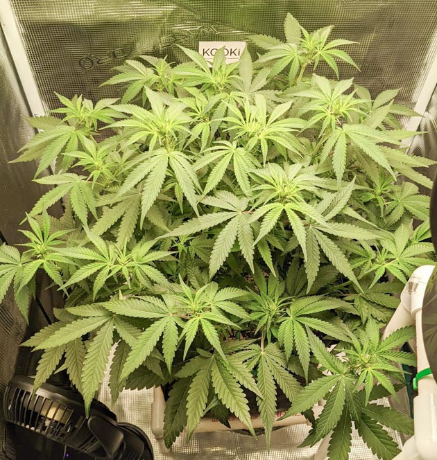 Тщательный уход за растениями Bruce Banner Auto