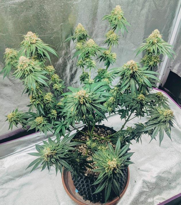 Куст Sapphire OG на 11 неделе выращивания