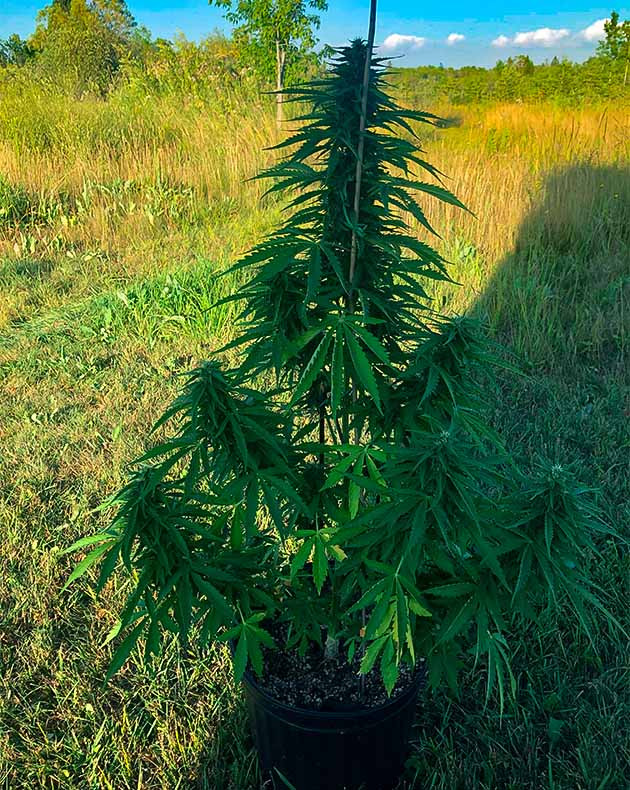 Куст марихуаны на заднем дворе