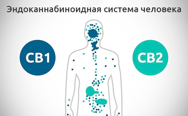 ЭКС: регулятор функций организма Взаимодействие каннабиноидов с ЭКС