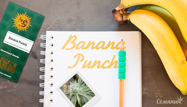 Гроурепорт сорта Banana Punch fem от Barney's Farm