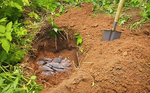 Оценка качества грунта для аутдорного грова