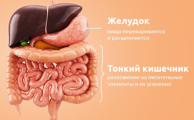Работа желудка и кишечника по усваиванию пищи