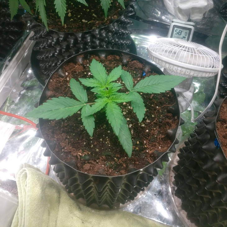 Начало подкормки питательными веществами Куст Auto New Youk City на второй неделе выращивания