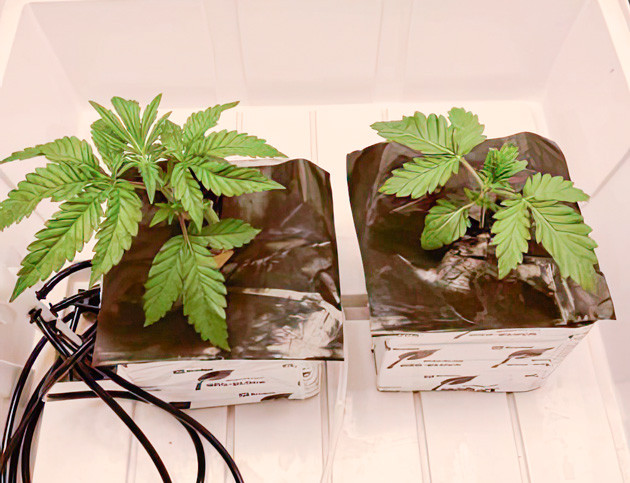 Проращивание семечки и удобрения Куст Crescendo RBX1 от Ethos Genetics на 1-2 неделе