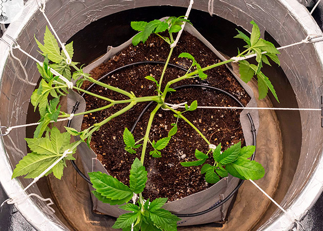 Суперкроппинг и LST на 3 неделе роста Надлом стебля и растяжка побегов конопли