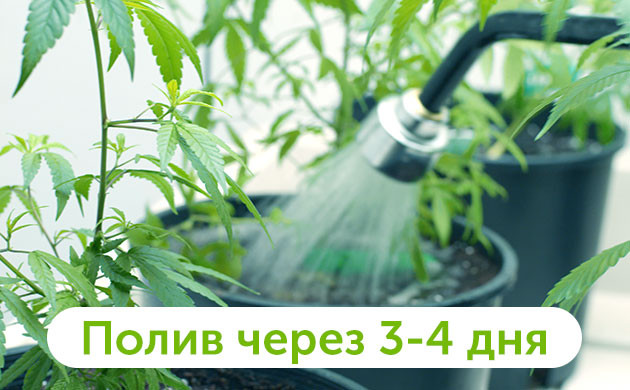 Время второго полива холодной водой Второй полив через 3-4 дня