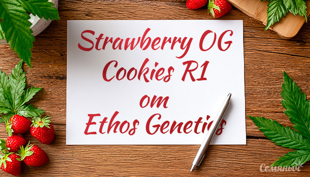 Гроурепорт сорта Strawberry OG Cookies R1 от Ethos Genetics