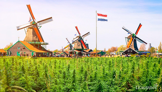 В двух голландских городах разрешат выращивать коноплю