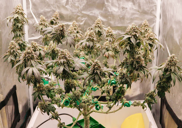 Изменения раствора Куст Crescendo RBX1 от Ethos Genetics на 17-18 неделе