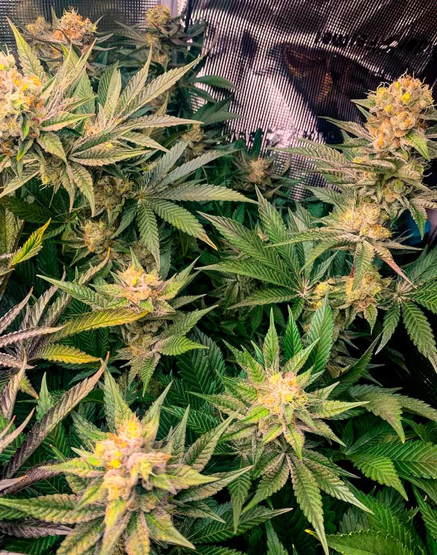 Конопля на 11 неделе роста Янтарные трихомы конопли