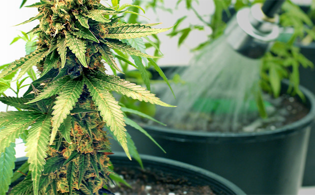 Промывка конопли