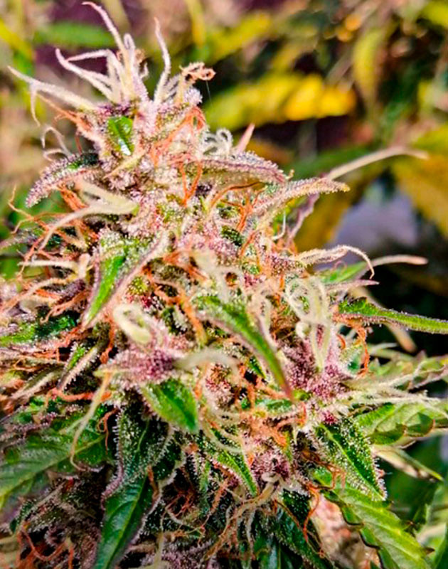 Кусты на 11 неделе выращивания Куст конопли Original Auto Skunk на 11 неделе выращивания