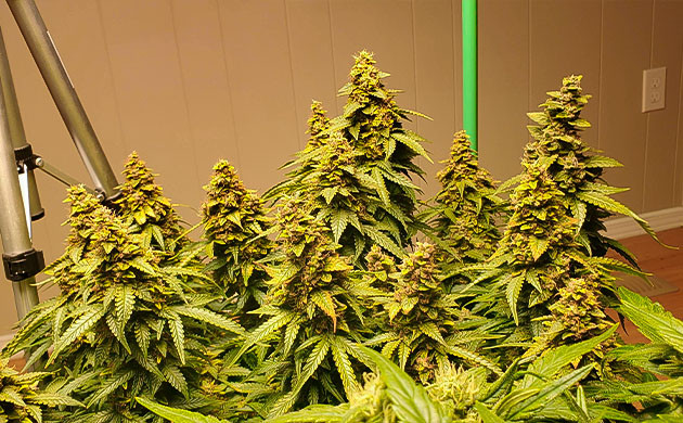 Цветение на 13 неделе выращивания Большие соцветия на верхушке куста