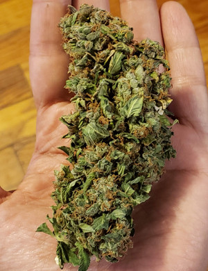 Размер бошек Mexican Airlines auto fem Шишка Mexican Airlines auto fem