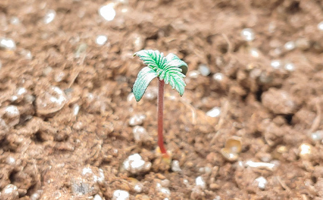 Проращивание семян конопли Blueberry OG