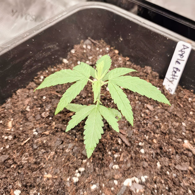 Росток Apple Betty