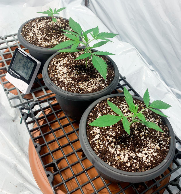 Растишки Gorilla Auto от сидбанка Семяныч ростом 15 см