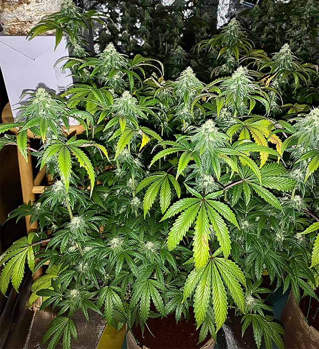 Три недели до харвеста Усиление запаха у Notorious THC