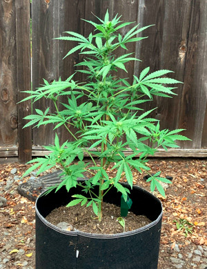 Куст конопли высотой 70 см