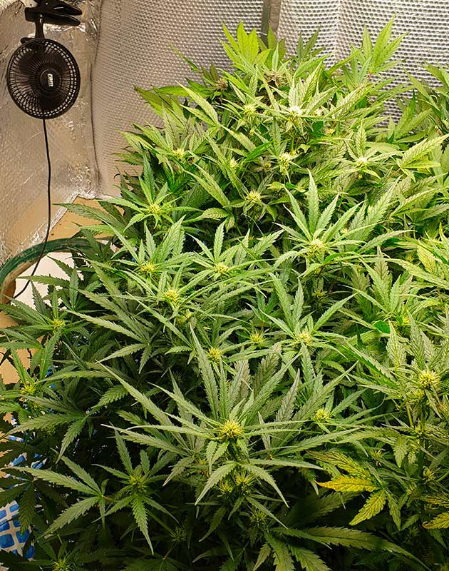 Цветущие кусты № 1 и 2