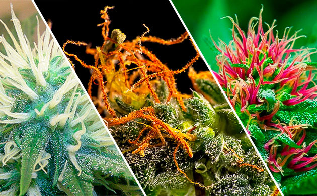 Стигмы конопли Стигмы разного цвета