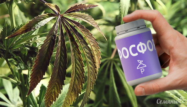 Дефицит фосфора у конопли
