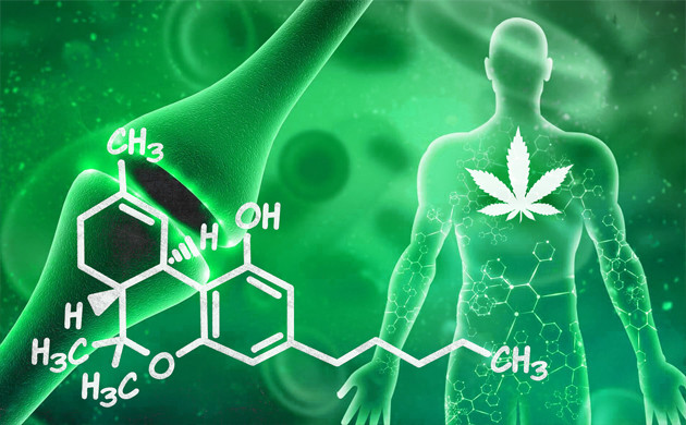 Воздействие каннабиса на человека