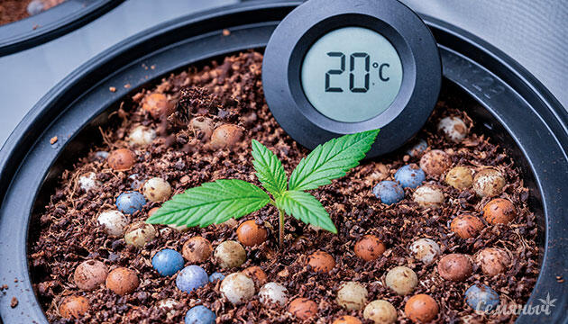 Температура почвы для выращивания марихуаны Температура почвы для выращивания каннабиса