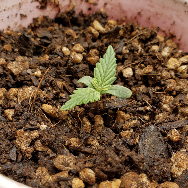 Использование Quantum Board для освещения конопли Mexican Airlines auto fem Росток марихуаны Mexican Airlines auto fem