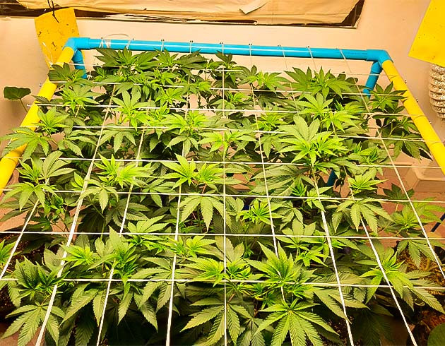 Установил сетку скрог Метод screen of green