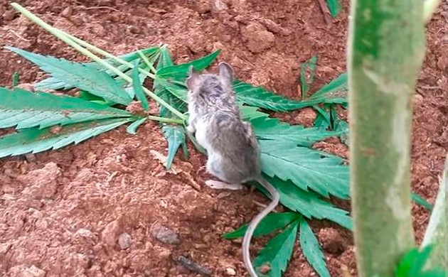 Покушение мыши на коноплю Мышка с листьями конопли