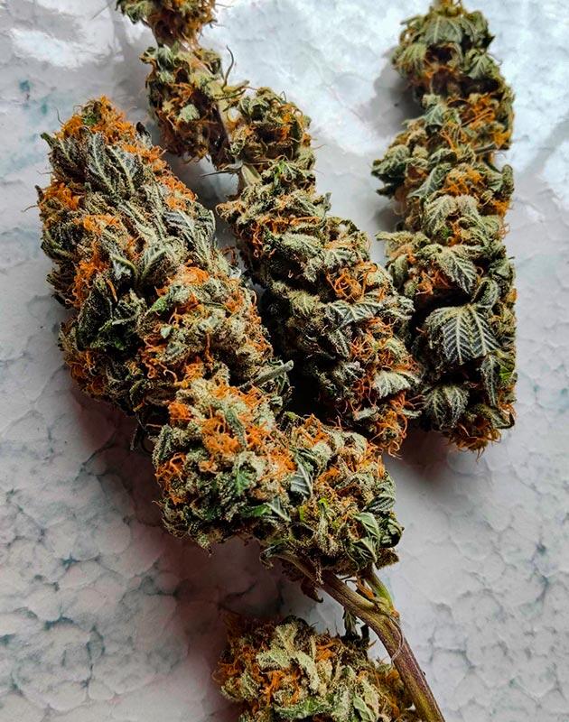 Харвест Biscotti Mintz