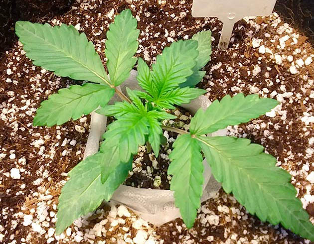 Нехватка освещения на второй неделе Обесцвеченные и бледные листья конопли