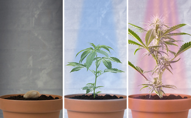 Освещение на разных этапах жизни растения Свет для проращивания, вегетации и цветения конопли